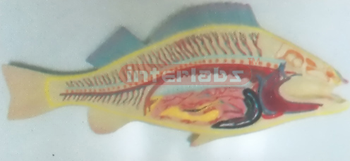 HANGING FISH ANATOMICAL MODEL